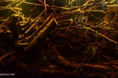 Rio_Negro_in_Barcelos_region_Brazil_1-1024x547