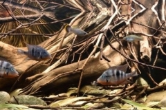Rio_Peyan_Guatemala_Jungle_Area_Submerged_Roots_Habitat_1-1024x265