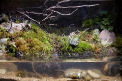 Roadside_channel_in_the_forest_near_the_southern_border_of_the_Kedrovaya_Pad_reserve_Primorye_Russia_1-1024x609