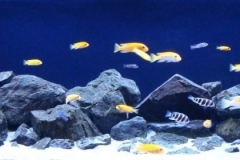 Rocky_litoral_at_the_south_eastern_part_of_Likoma_Island_on_Lake_Malawi_in_Africa_1-1024x280