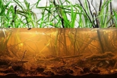 Rushes_bank_of_Kepayang_stream_rain_season_West_Kalimantan_Indonesia_1-1024x309