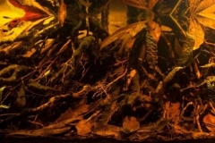 Sabangau_River_in_central_Kalimantan_province_Indonesia_1-1024x323