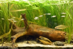 Sandbank_of_Seversky_Donets_near_Izium_Ukraine_1-1024x555