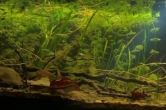 Sedimented_and_vegetation_areas_of_Filyos_River_Zonguldak_Turkey_1-1024x308