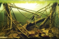 Shallow_Peat_swamp_near_Tanjung_Malim_Perak_Malaysia_1-1024x548