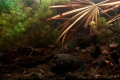 Shallow_pond_Moriche_palm_oasis_Rio_Morichal_Largo_Venezuela_1-1024x362