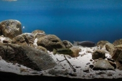 Shallow_rocky_habitat_near_Kambwimba_Lake_Tanganyika_Tanzania_1-1024x298