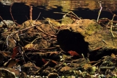 Shallow_stream_in_the_dry_season_S_Wosea_DS_Sawai_Weda_Tengah_Halmahera_Maluku_Indonesia_1-1024x340