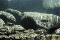 Shallow_stream_of_Gorgulho_da_Rita_in_dry_season_Rio_Xingu_Para_Brazil_1-1024x206