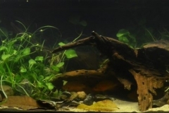 Shallow_waters_near_the_bay_area_in_Taal_lake_Batangas_Philippines_1-1024x302