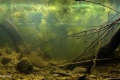 Shore_of_the_Nahualate_River_in_winter_Escuintla_Guatemala_1-1024x512