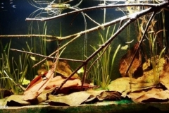 Silent_ponds_in_Guangxi_China_1-1024x454