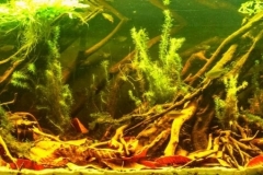 Small_Stream_in_the_Allpahuayo_Mishana_National_Reserve_Loreto_Peru_1-1024x340