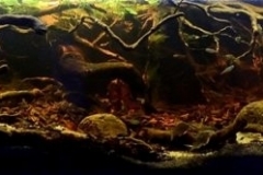 Small_affluent_to_Rio_Paragua_Noel_Kempff_Mercado_National_Park_Bolivia_1-1024x166