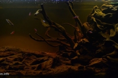 Small_creek_in_Rio_Negro_system_Amazonas_state_Brazil_1-1-1024x484