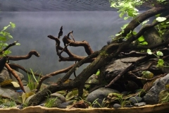 Small_forested_tributary_to_the_Orinoco_River_1-1024x433