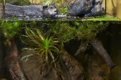 Small_lake_near_the_village_of_Chudinovo_Leningrad_Region_Russia_1-923x1024