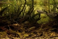 Small_pond_system_downstream_of_Mekong_river_delta_Hau_Giang_Vietnam_1-1-1024x284