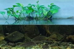 Small_stream_in_Tamil_Nadu_state_Western_Ghats_India_1-1-1024x293