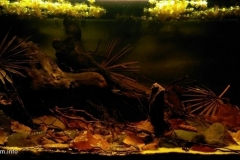 Small_tributary_of_Rio_Shanusi_near_Yurimaguas_Peru_1-1024x482