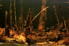 Stream_near_Rio_Demini_Amazonas_Brazil_1-1024x444