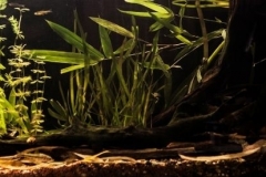 Streams_in_Western_Chengdu_Sichuan_China_1-1024x276