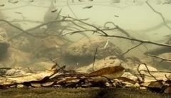 Swamp_of_the_Apalachicola_River_at_Chattahoochee_Florida_USA_1-1024x138