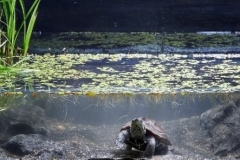 Swampy_channel_in_the_Yangtze_River_basin_southern_Hubei_province_Eastern_China_1-1024x295