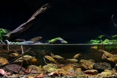 Taiwans_Hsiao_Li_Creek_a_small_tributary_in_the_mountain_forest_1-1024x340