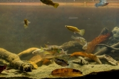 Tunico_River_in_the_summer_Izabal_Guatemala_1-1024x311