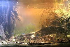 Uaupes_River_at_Trovao_flood_plain_about_20_kilometers_from_mouth_of_Uaupes_Brazil_1-1024x449