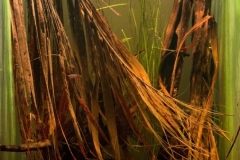 Under_palm_tree_on_the_shore_of_the_Tapajos_river_Brazil_1-694x1024