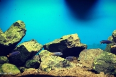 Waters_of_Likoma_Island_Lake_Malawi_Mozambique_1-1024x521