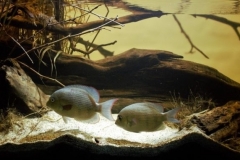 West_Coast_of_Lake_Tseny_Mahajanga_Province_Sofia_Region_in_Northwest_Madagascar_1-1024x381