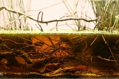 Betta-smaragdina-Biotope-flooded-land-in-Nong-Bua-Lamphu-Province-Isan-Region-Northeast-Thailand-1-1024x431 Betta-smaragdina-Biotope-flooded-land-in-Nong-Bua-Lamphu-Province-Isan-Region-Northeast-Thailand-1-1024x431