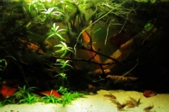 Corydoras-in-Los-Tres-Gigantes-Parque-Nacional-Rio-Negro-Paraguay-1-1024x403 Corydoras-in-Los-Tres-Gigantes-Parque-Nacional-Rio-Negro-Paraguay-1-1024x403