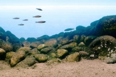 Intermediate-Rocky-Habitat-Kapumfi-Lake-Tanganyika-Zambia_1-1024x301 Intermediate-Rocky-Habitat-Kapumfi-Lake-Tanganyika-Zambia_1-1024x301
