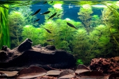 Kokan-rivers-biotope-1-1024x472 Kokan-rivers-biotope-1-1024x472