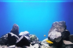 Lake-Malawi-Taiwanee-Reef-near-Chisumulu-Island-1-1024x481 Lake-Malawi-Taiwanee-Reef-near-Chisumulu-Island-1-1024x481