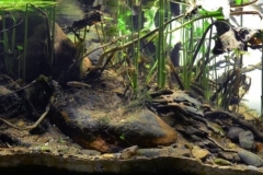 Shallow-coastal-section-of-the-bazaiha-river-MD.-Bazaiha.-Krasnoyarsk.-Russia-1-1024x319