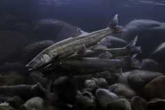 The-Nyang-Qu-River-of-Yarlung-Zangbo-River-Tibet-China-1-1024x457