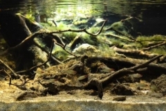 The-Orinoco-River-with-Rummynose-Tetra-1-1024x273