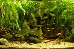 The-coastal-area-of-the-Moctezuma-river-above-the-town-of-Tamazunchale-state-of-San-Luis-Potosi-Mexico-1-1024x388