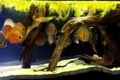 Tributary-on-the-right-bank-of-Xingu-river-Porto-De-Moz-Brazil-1-1024x324