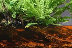 Unnamed-creek-bank-in-Sebangau-tropical-peat-swamp-forest-Indonesia-1-e1600767680978-1024x289