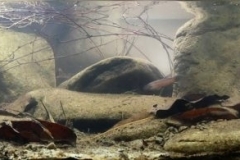 Unnamed-slugish-stream-in-Bulungan-forest-Indonesia-1-1024x195