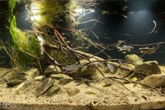 Wang-Sook-Stream.-Calm-water-flow-After-summer-monsoon.-Korea-1