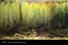 BAM_Rio_Huallaga_Peru1_AHBasegmez