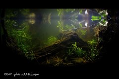 Brantas-River-Delta_Indonesia1_MAA-Rafsanjani