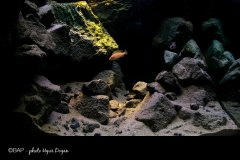 Katete_Lake-Tangnyika_Zambia1_UDogan